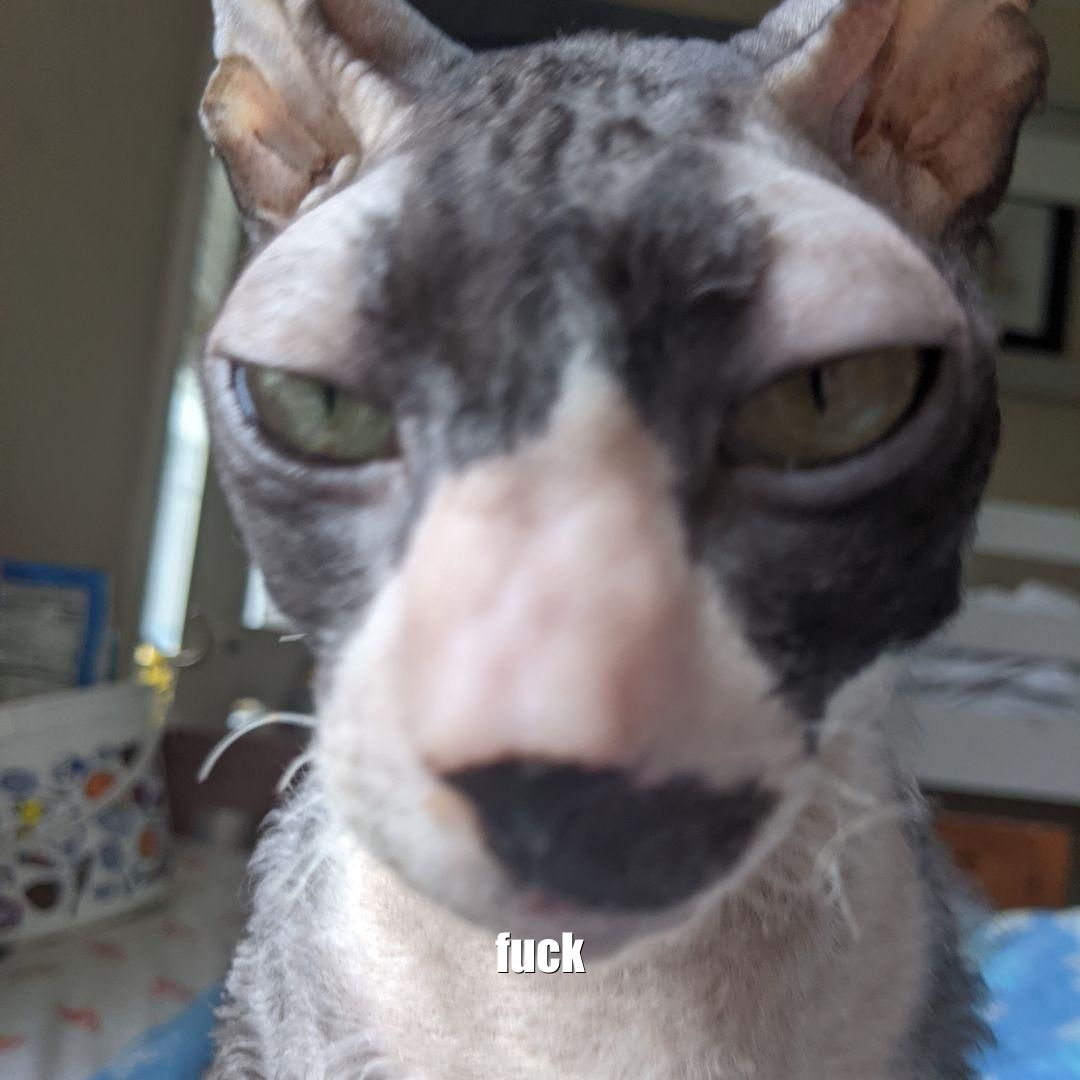 A closeup of the face of a very short haired cat, not looking too pleased. It is captioned "fuck"