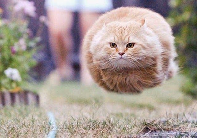 hover cat