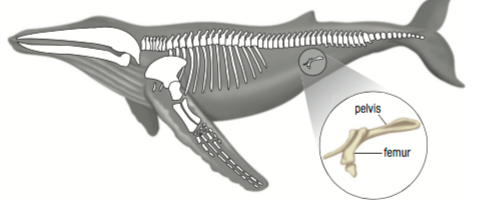 an illustration of whale that displays its skeleton including its hipbone which isn't attached to rest of skeleton, and just kind of floating around the whale's groin area
