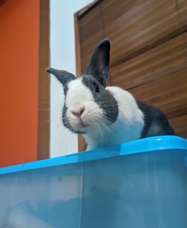 a rabbit on top of a stack of storage boxes