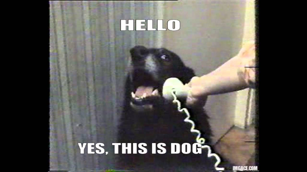 Hello, yes this is dog