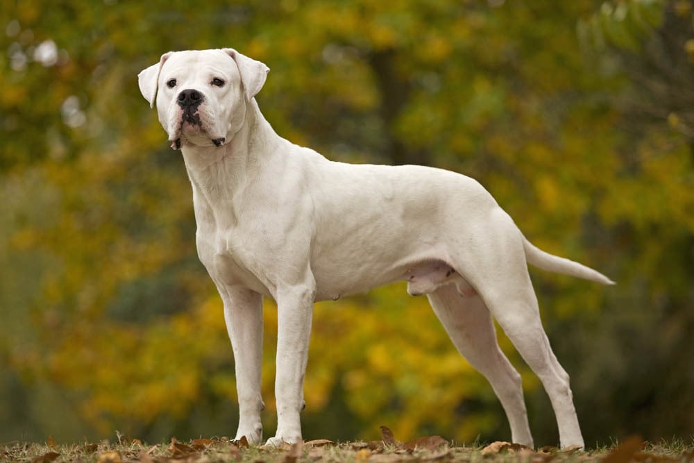 photograph of a Dog Argentina without trimmed ears