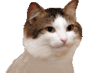 partycat