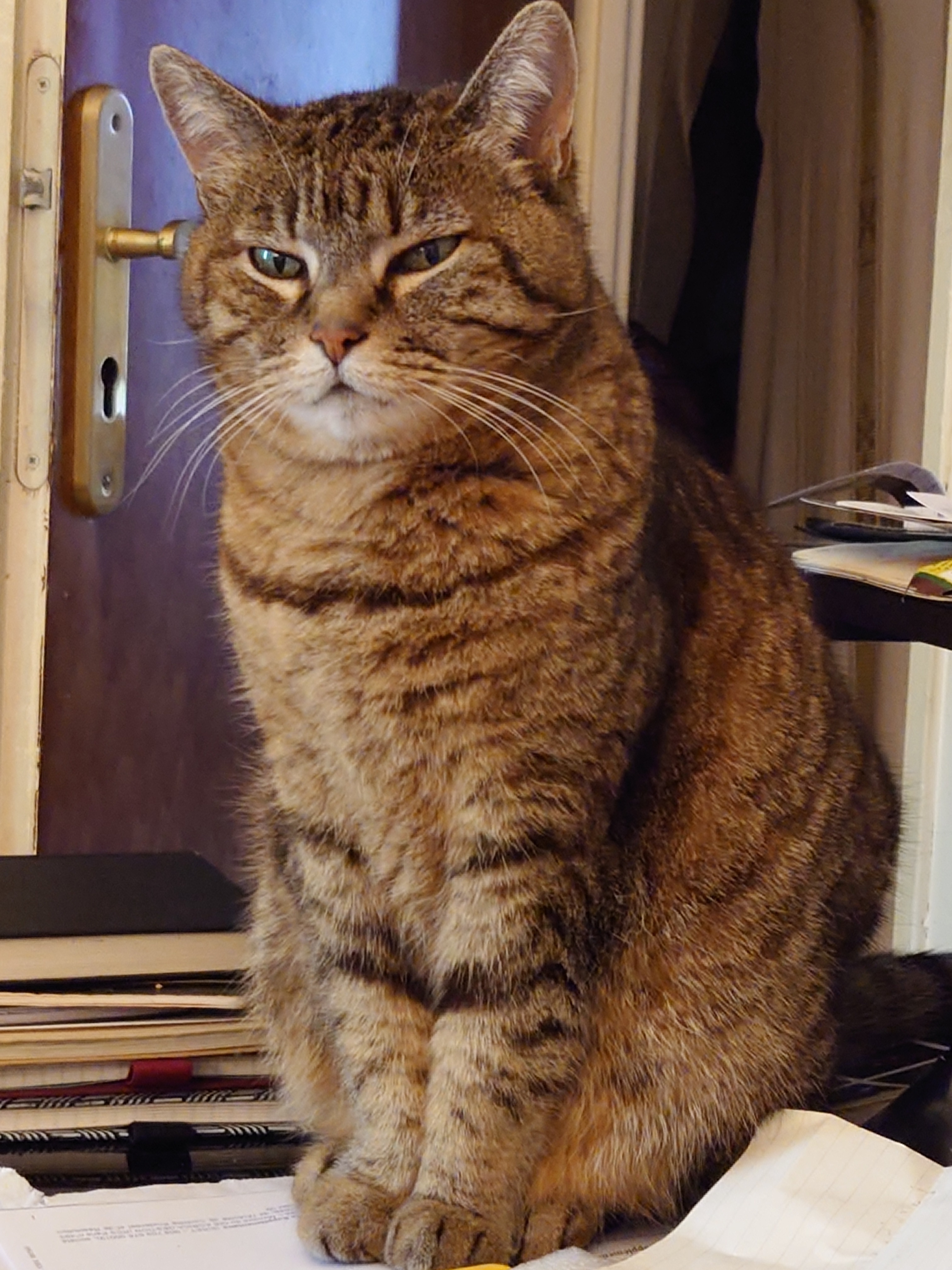 picture of my cat with a judgemental look