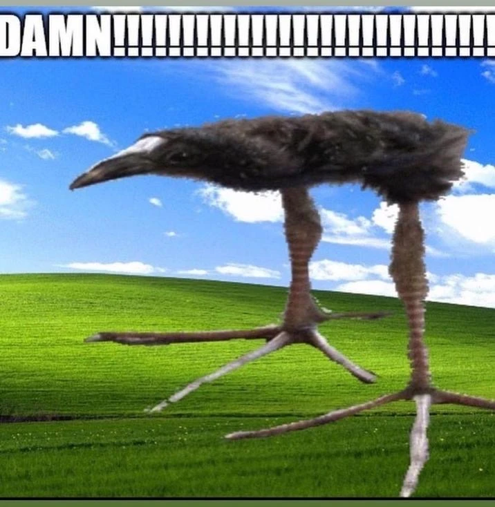 Picture of a juvenile pūkeko bird, a bird without wings but with massive, massive legs and feet. It stands on top of the Windows XP Bliss wallpaper, and above it is the word "DAMN!!!!!" written in Impact.