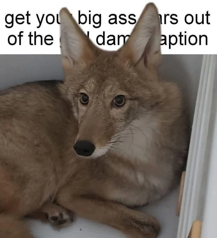 Canine animal sticking ears into caption, which says "Get your big ass ears out of the damn caption!"