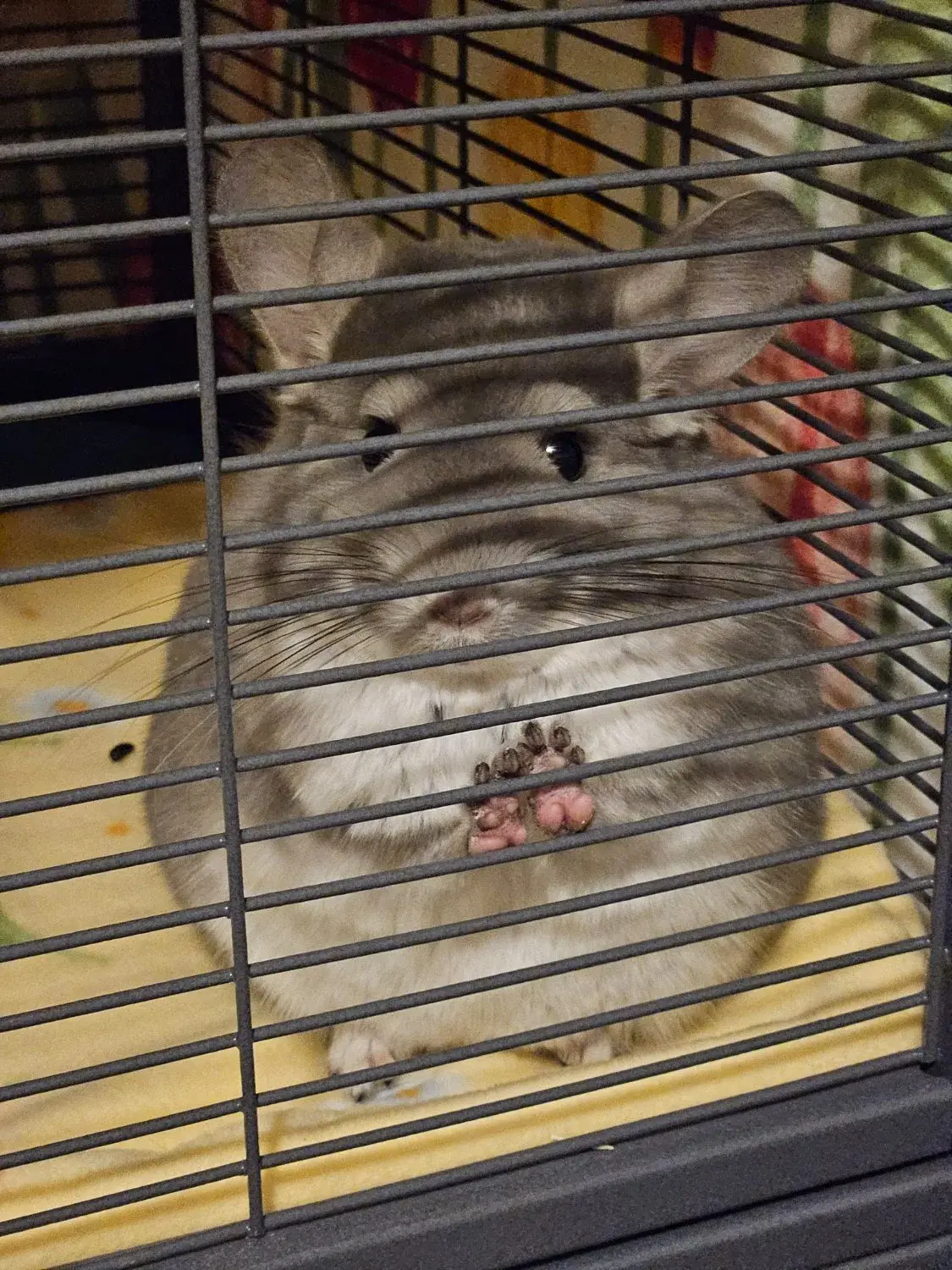 He's innocent!