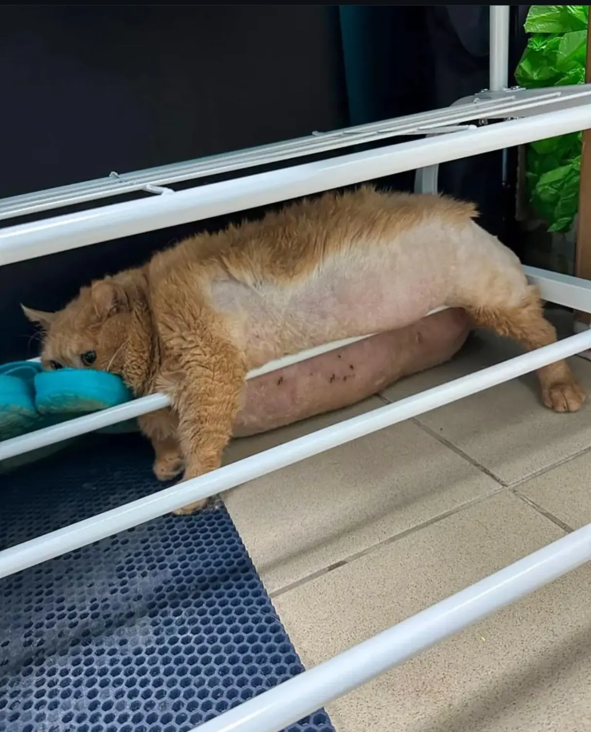 38 pound cat stuck in a shoe rack looking like he regrets his life decisions.