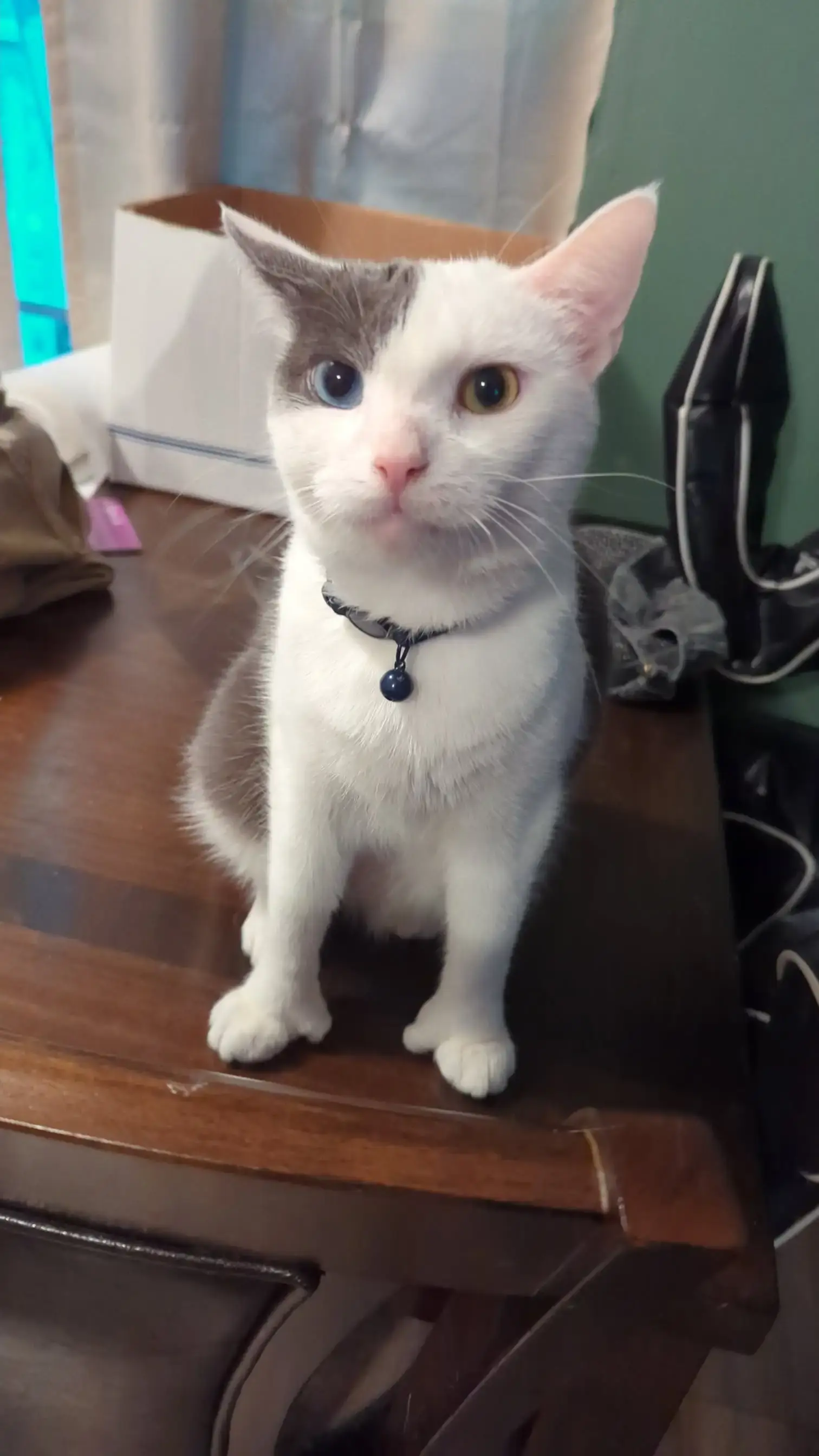 Are we doing thumbs now? Seal has polydactyly on every foot. 