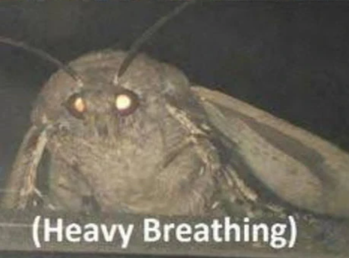 Close-up image of moth with caption "Heavy breathing"