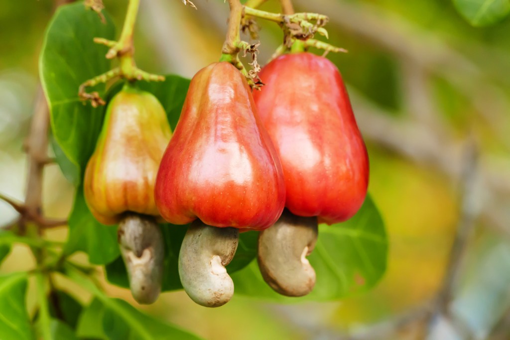 Cashew fruit