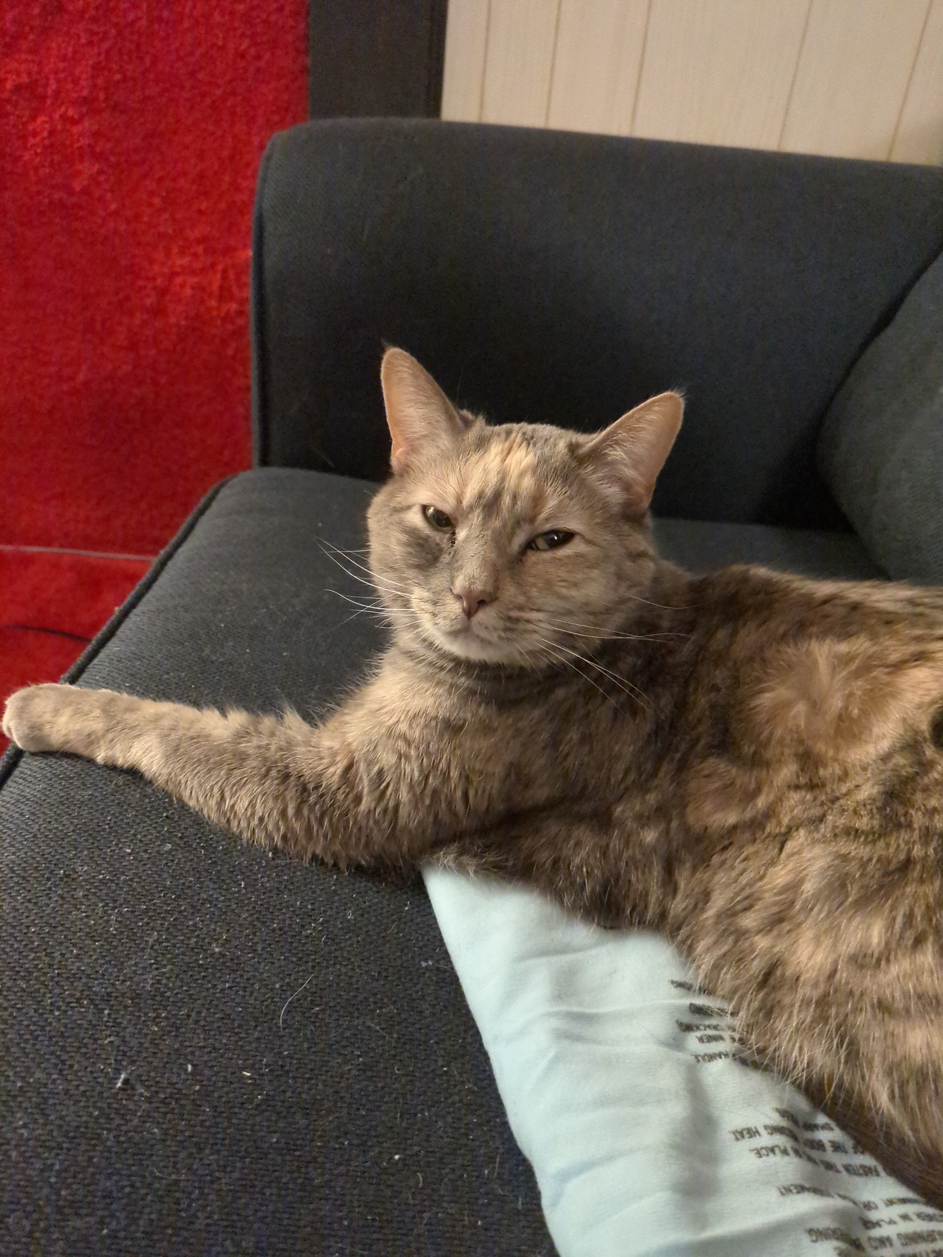 grey tortoise shell cat on blue couch 