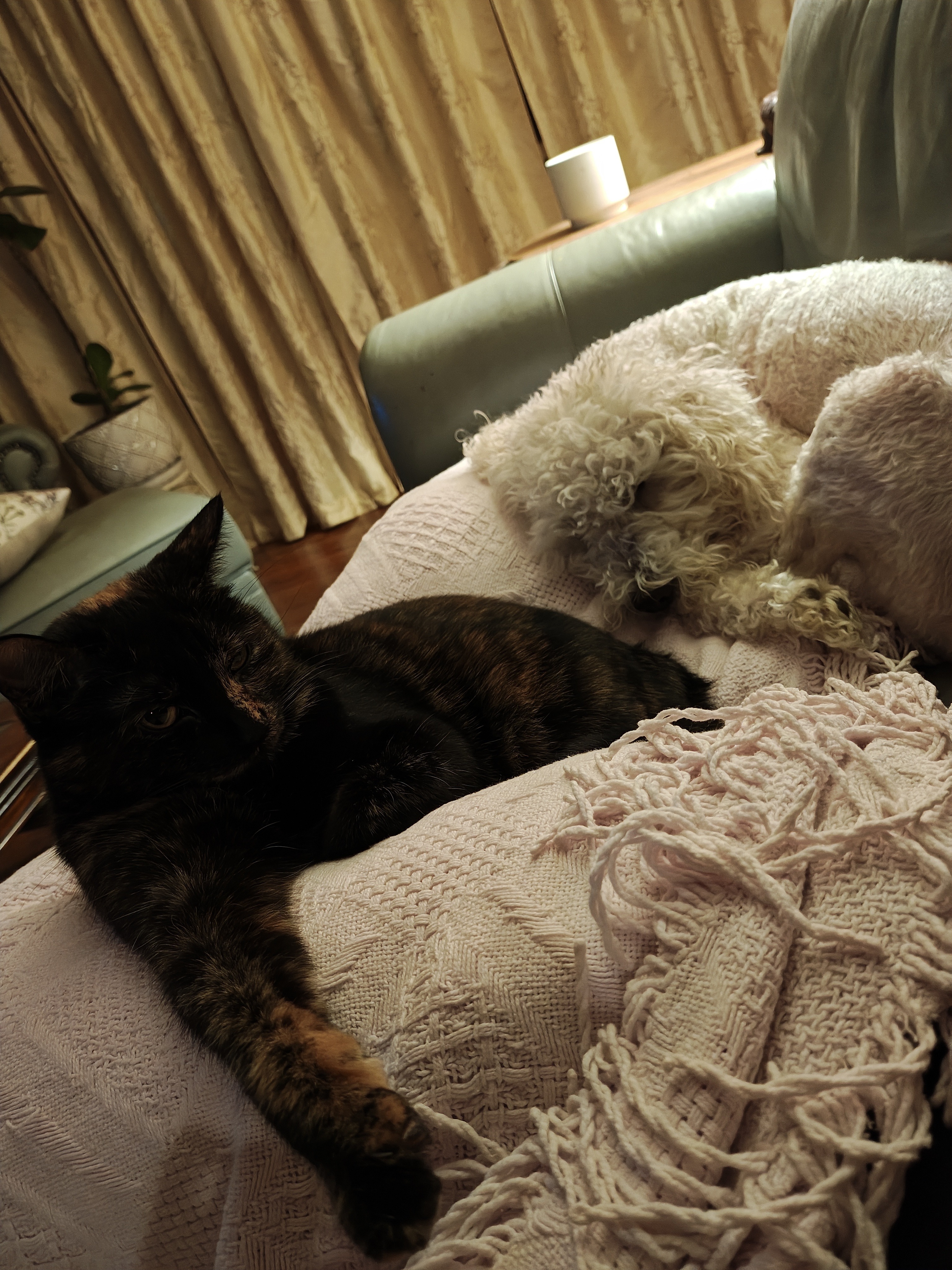 A white poodle mix, Coco, snuggles dangerously close to a tortie cat, Taffy.