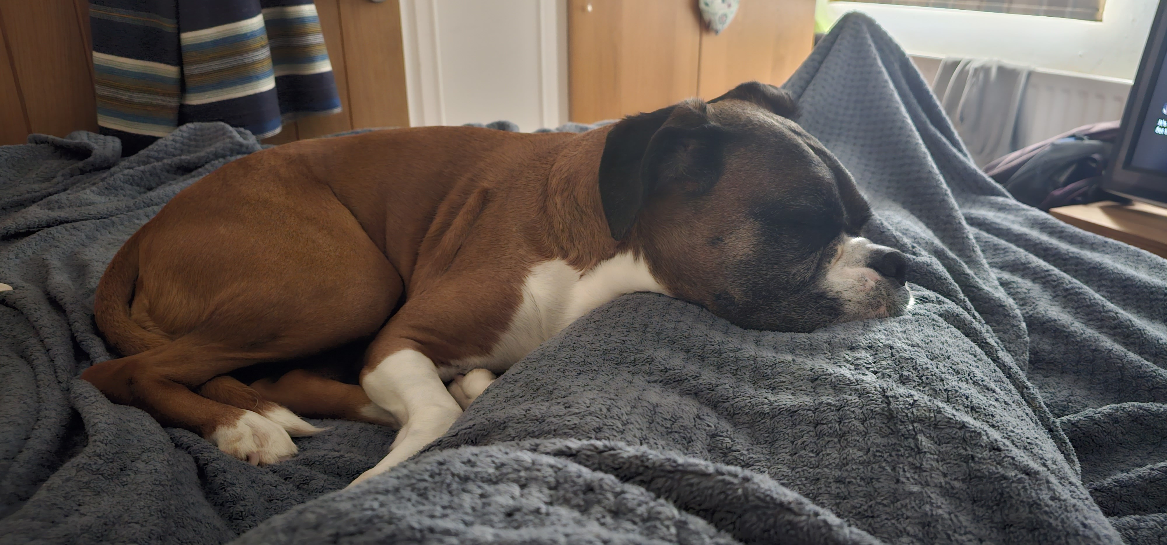 My best friend died last year at only 7, and I wish she had gotten to stay around just another two years. I'd have loved to have had her come to stay at my first house. There's a spot on the sofa for her and everything.