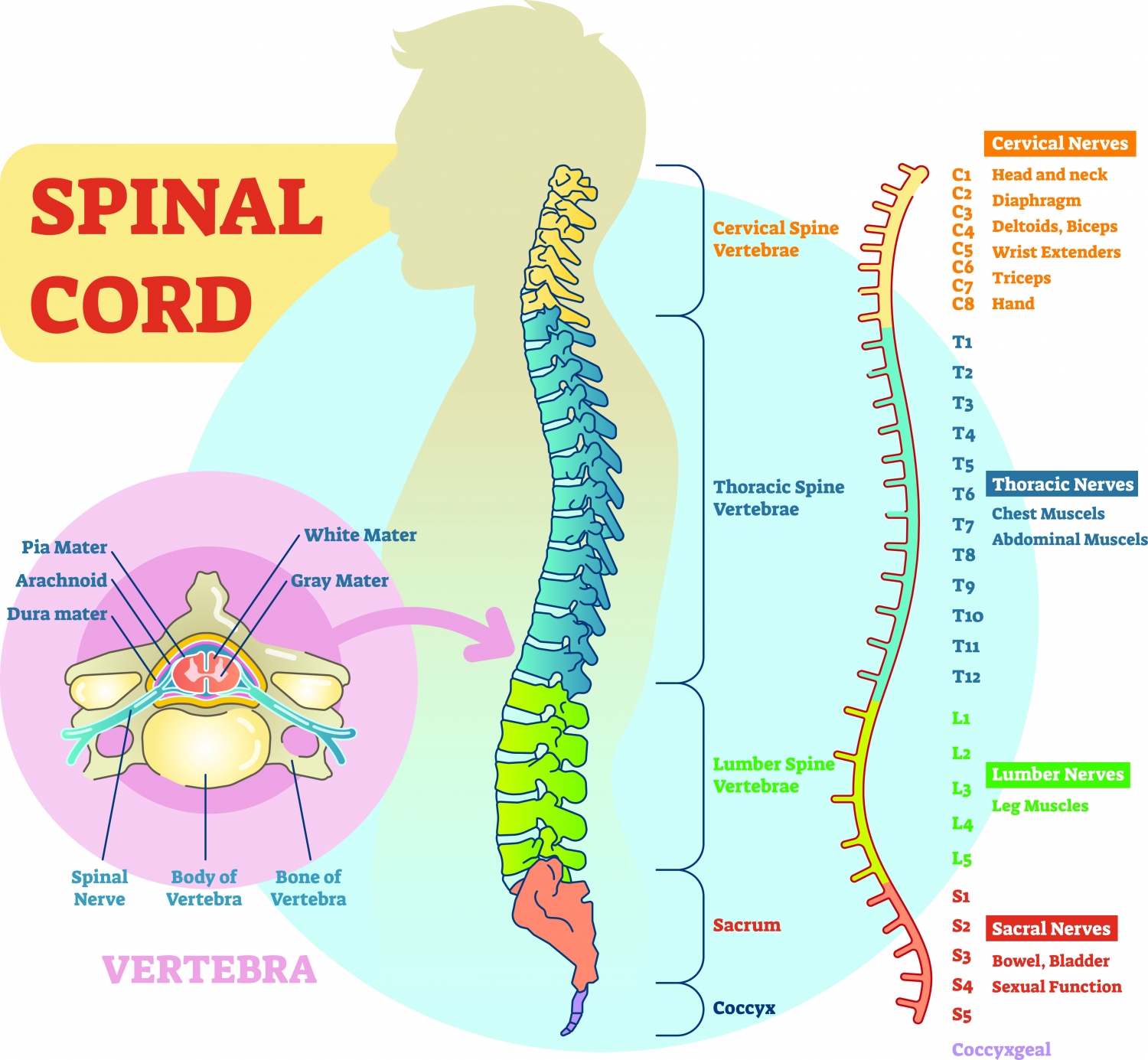 picture of a diagram of the spinal cord, the relevant nerves being Lumbar nerves (Lx) and Sacral nerves (Sx)
