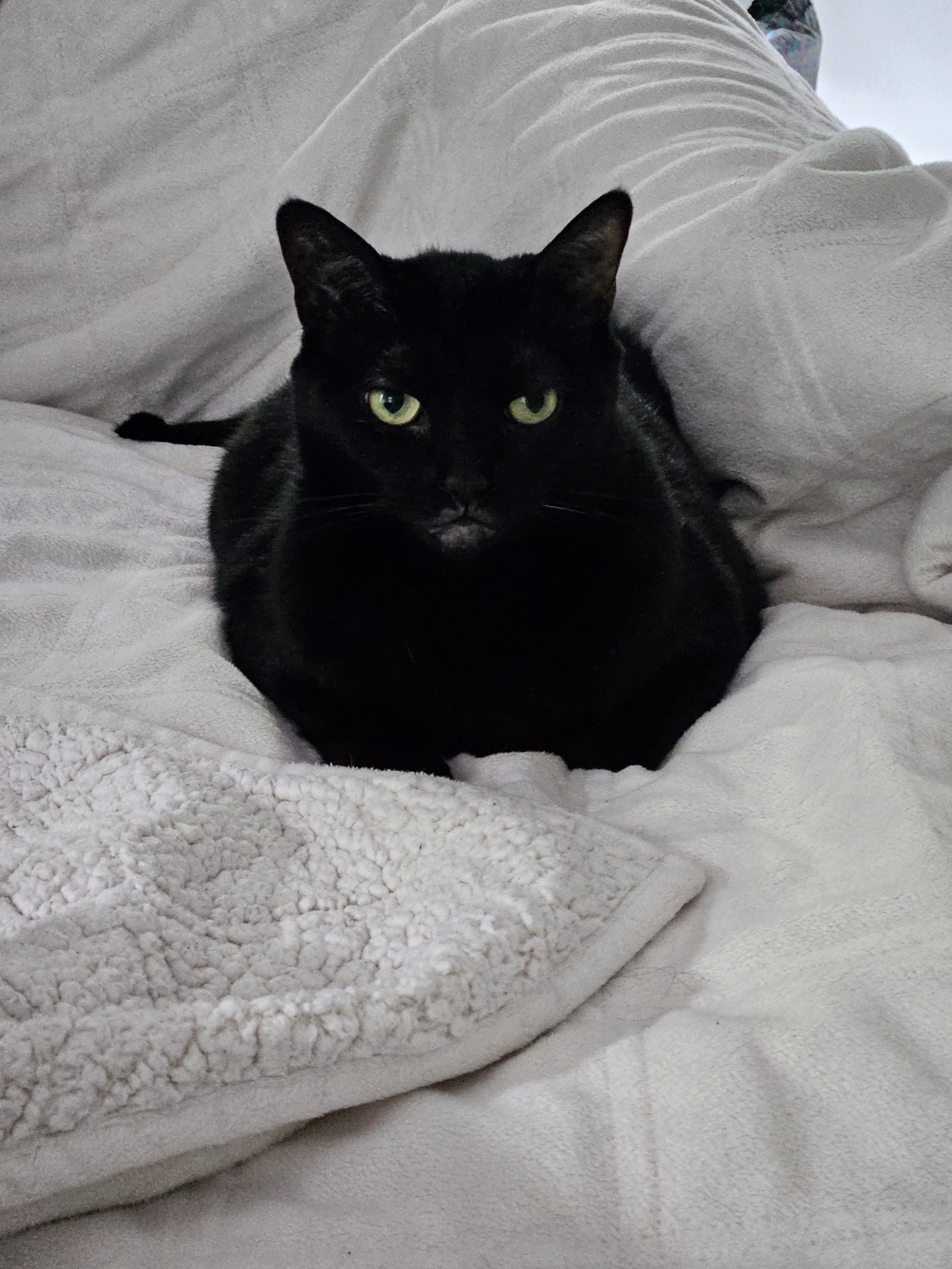Posey is a nonplussed looking black kitty with golden eyes, sitting like a loaf of bread