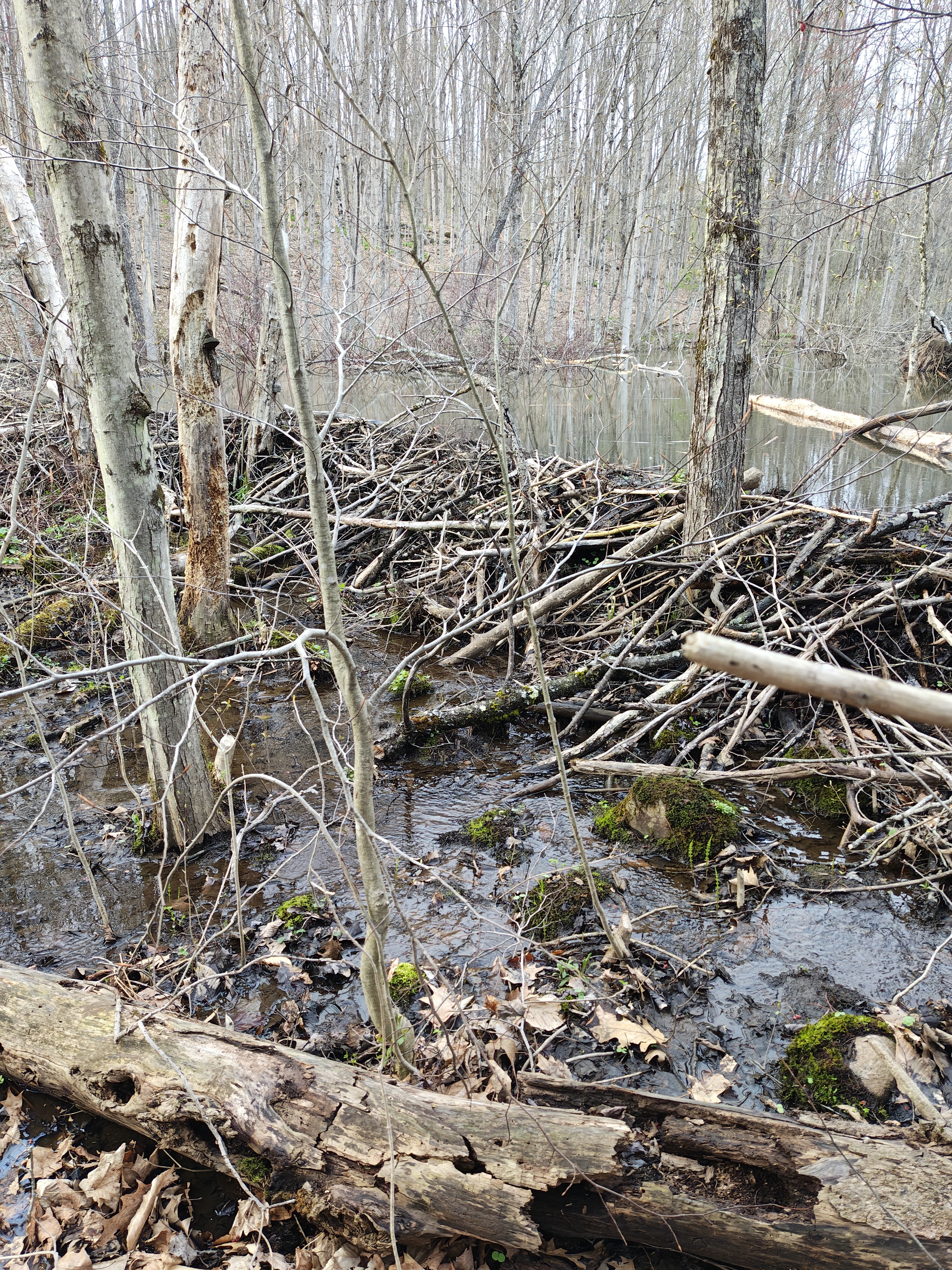 Photo of a newly built beaver damn, made of many small branches, truly a feat of animal engineering 