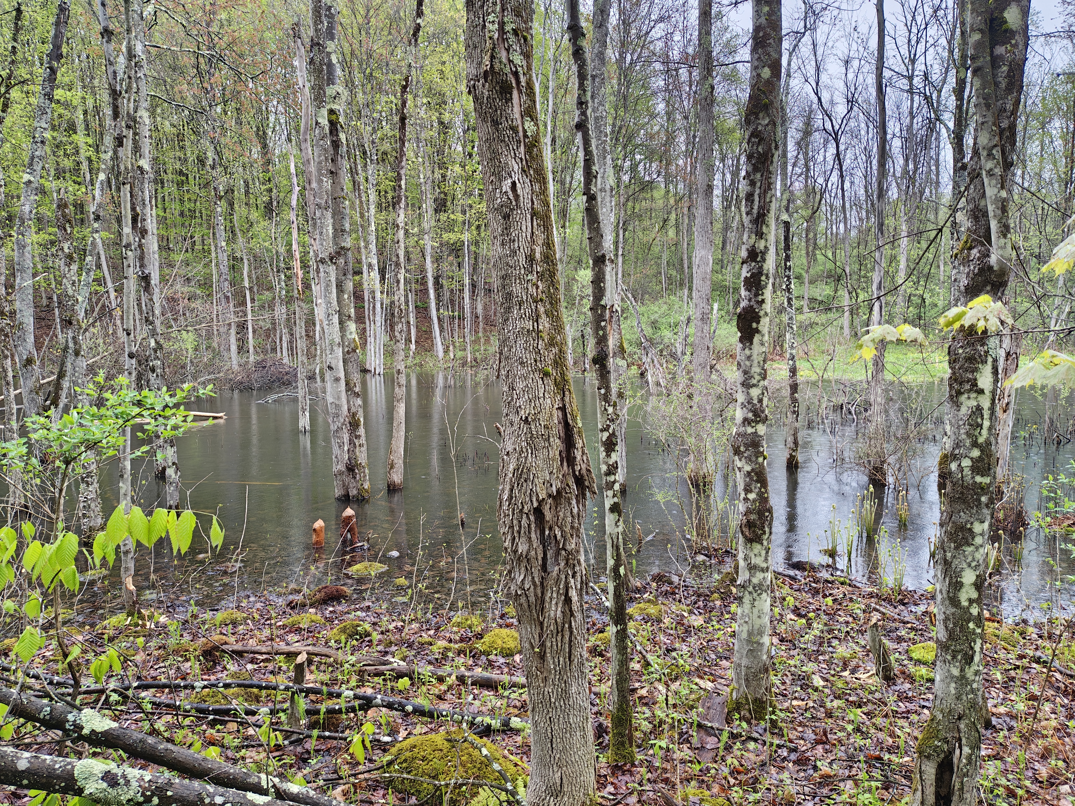 View of a newly formed pond, with nearly knee-deep standing water and clear borders where the beavers have put in hard work