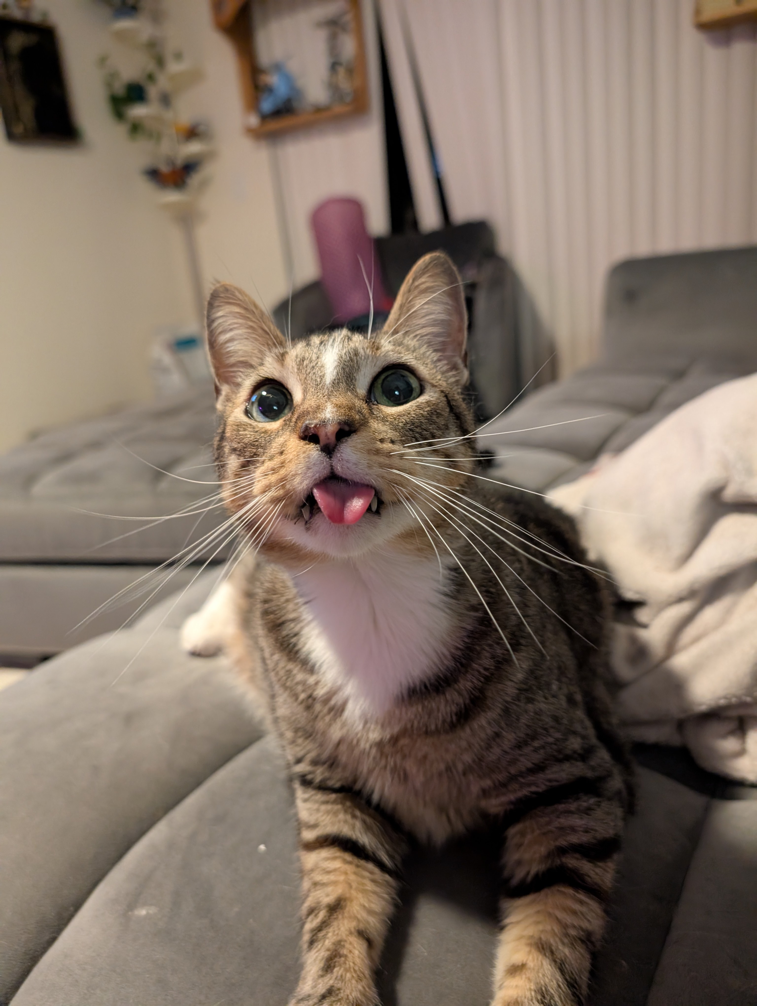 Cat.