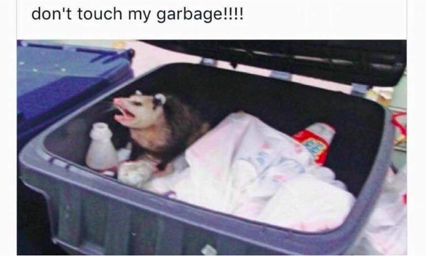 Angry possum in dumpster "don't touch my garbage!"