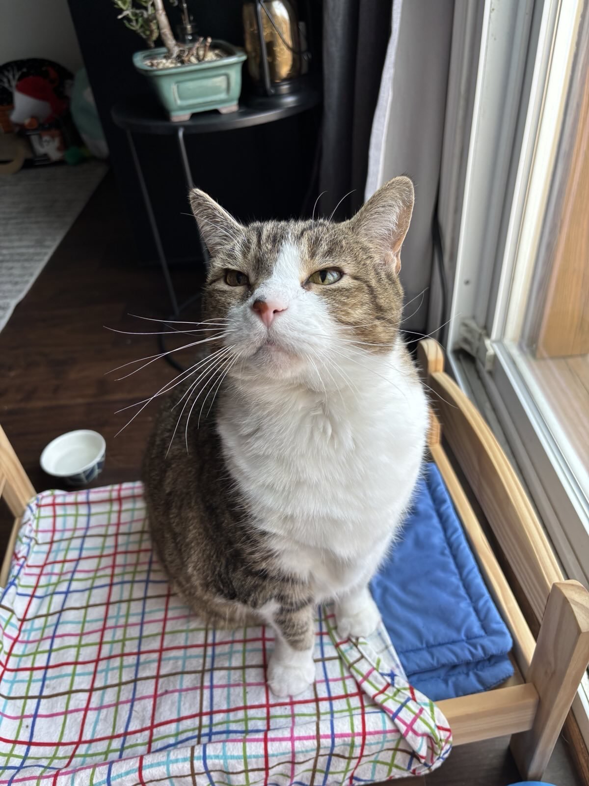 Portly domestic shorthair sitting on a small bed looking wistful.