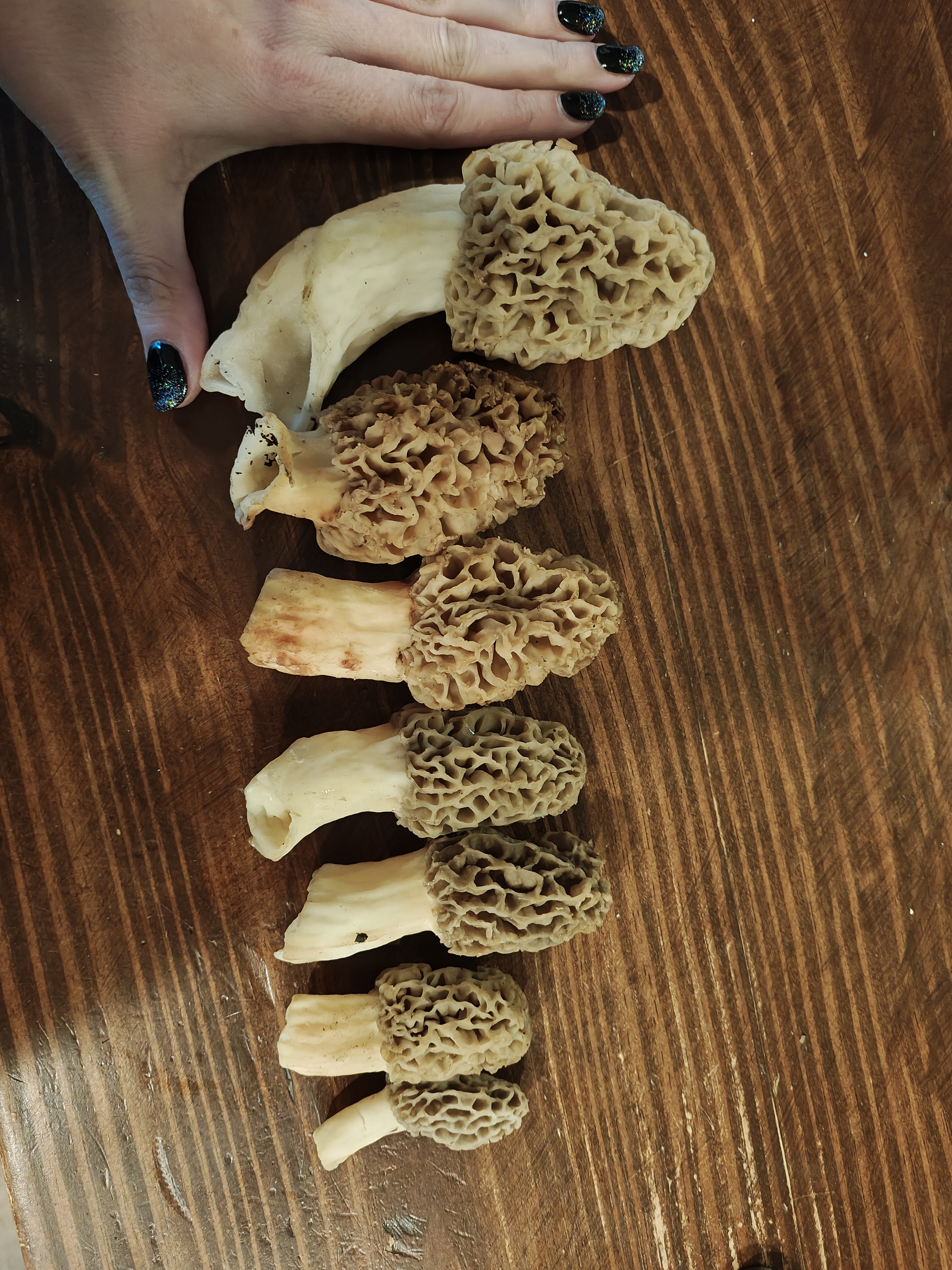 a row of morels, featuring one big honker the length of my hand from base of the thumb to tip of the index. fat and juicy