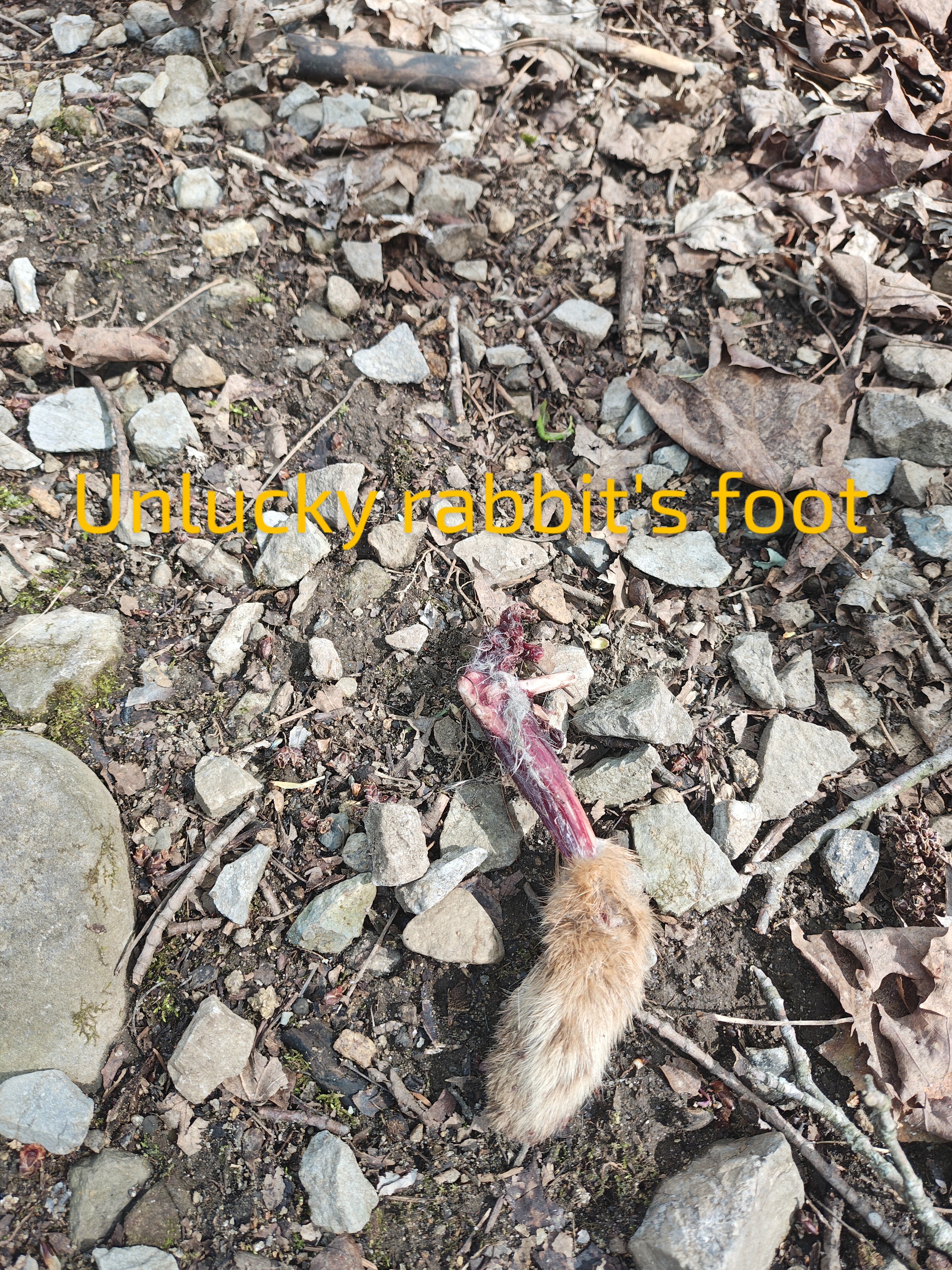 a photo of a gruesomely severed rabbit's foot laying on gravel, with the caption "unlucky rabbit's foot" in yellow text