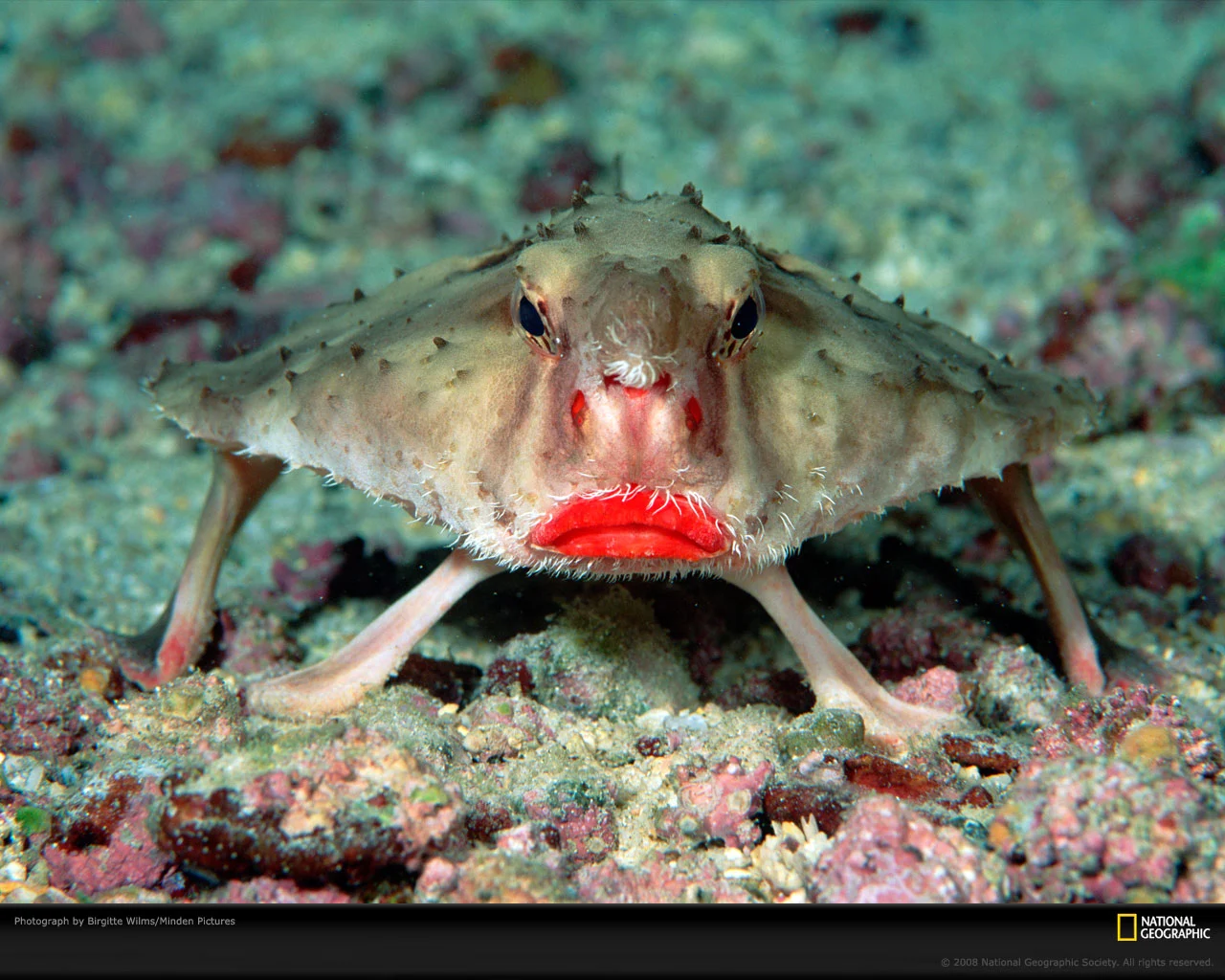 Batfish
