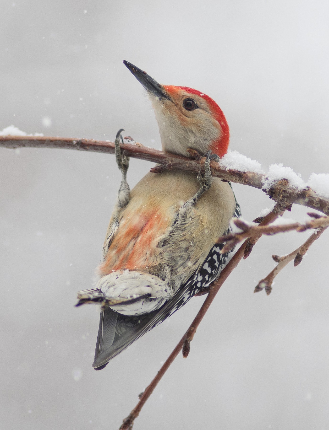 a red bellied woodpecker goofily hanging off a branch, showing off the red underside it’s named for