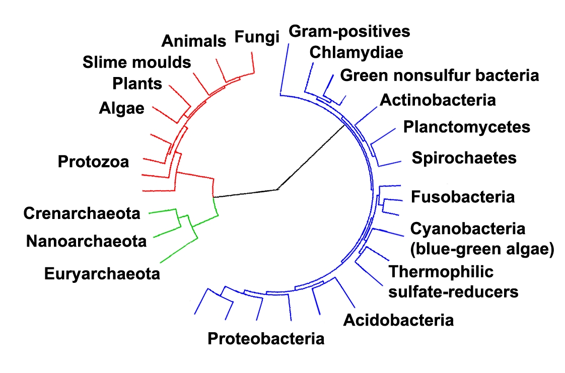 Phylogenetic tree