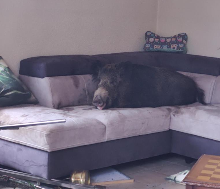 Dem Wildschwein gefällt das