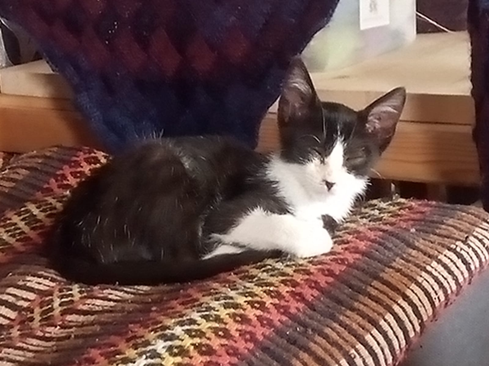 Resting kitten in her new home