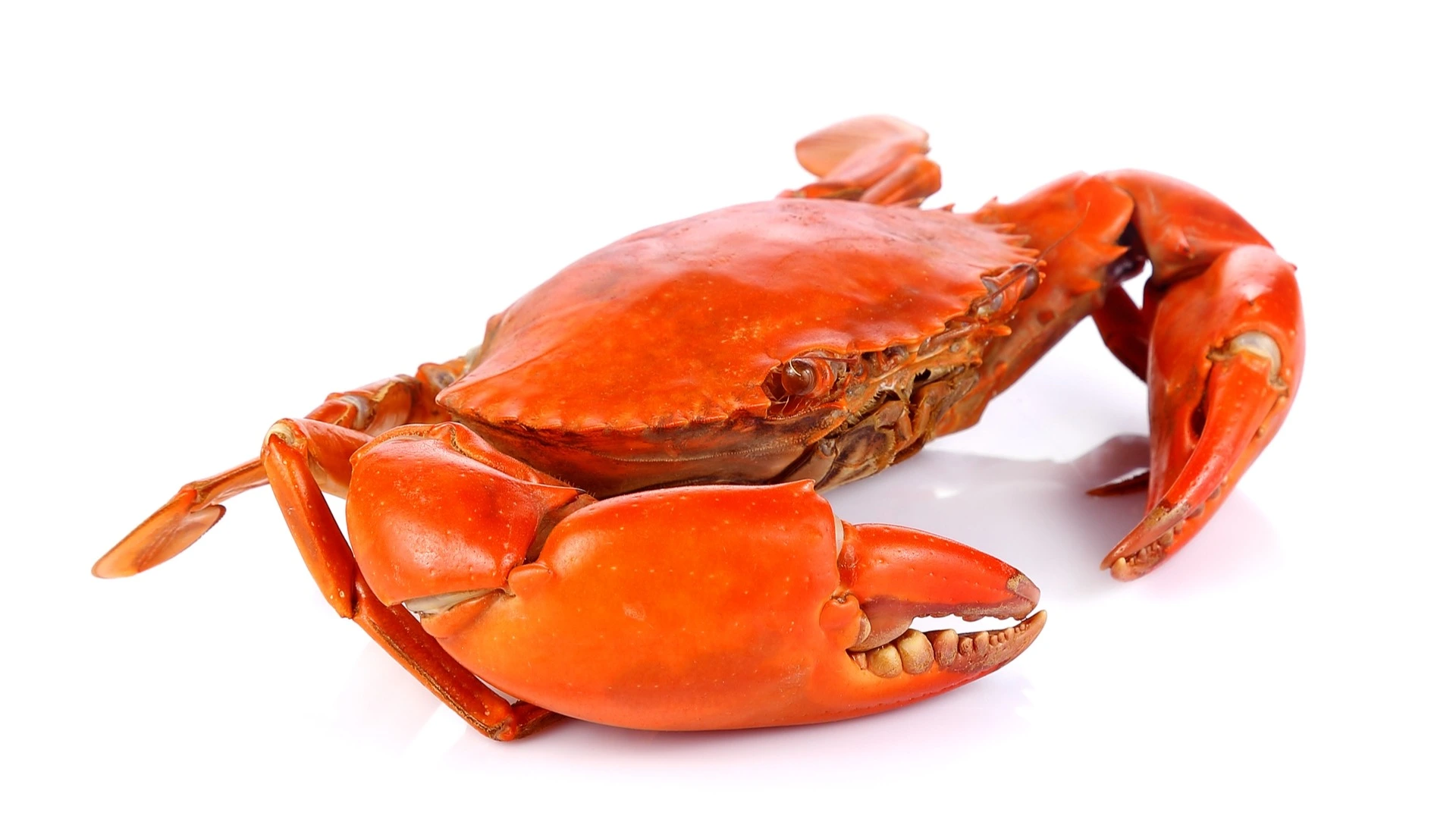 A picture of a crab