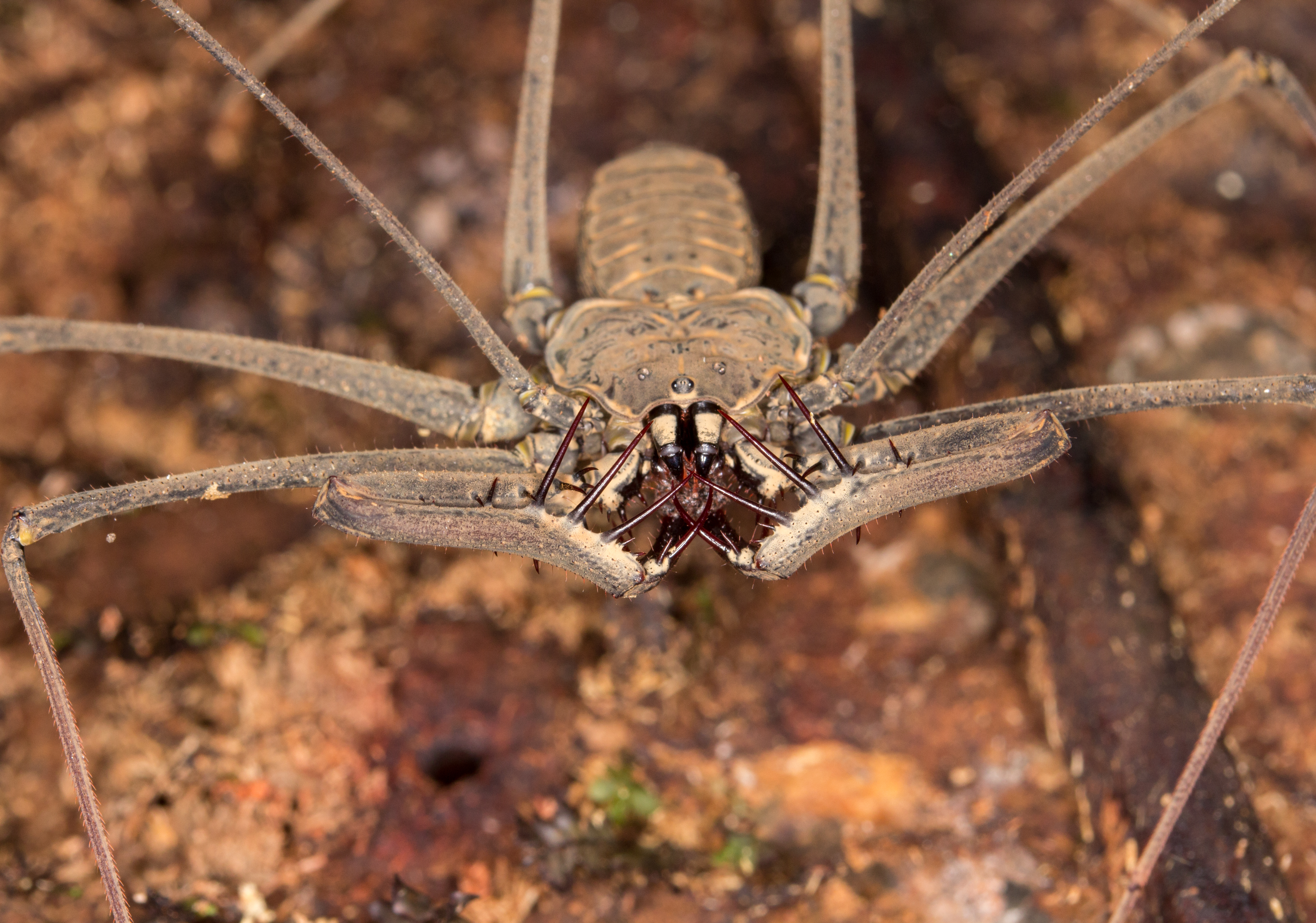 Heterophrynus specimen, order Amblypygi