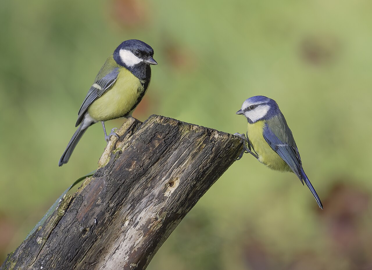 Picture of 2 birds tits